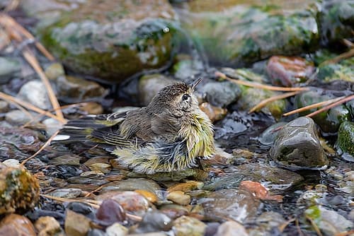 Palm Warbler-Setophaga palmarum-bathing Marion County-Illinois Art Print